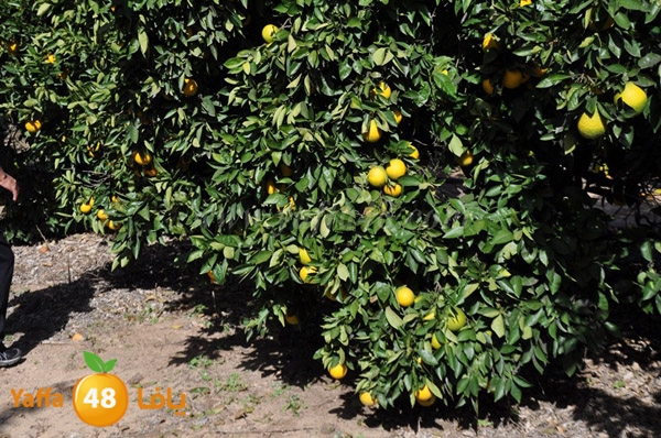 bayara visiting (2).JPG